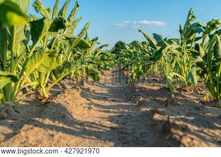 Close-up Of Rows In A Field With Half-dried Sugar Beet On A Hot Sunny Summer Day. Concept Of Crop De