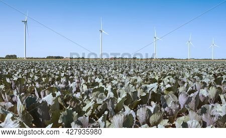 Wind Turbines And Blue Sky Near Agricultural Field With Red Cabbage In Holland