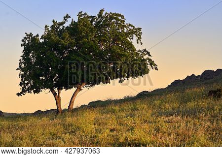 Single Oak Tree In Macin Mountains Romania At Sunset