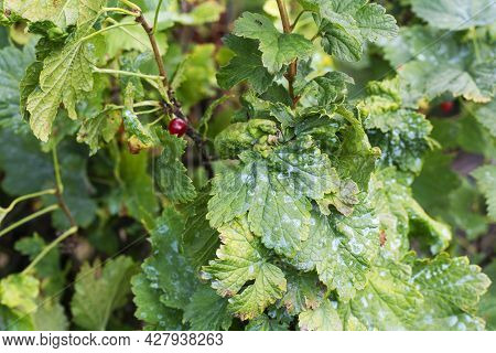 Damaged Leaves On A Red Currant Leaves Strongly Affected With Gall Aphid On Currants
