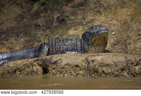 Closeup Head On Portrait Of Black Caiman (melanosuchus Niger) Resting On Riverbank Pampas Del Yacuma