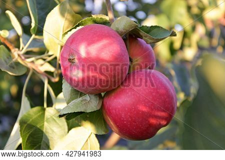 Ripe Red Apples Hang On A Tree Branch