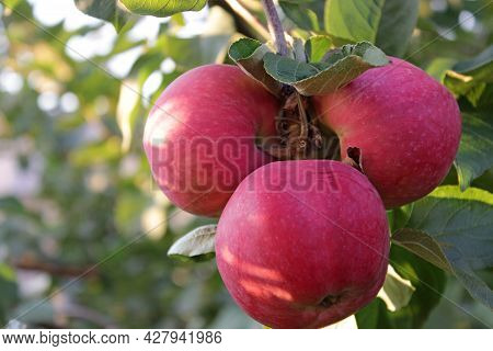 Ripe Red Apples Hang On A Tree Branch