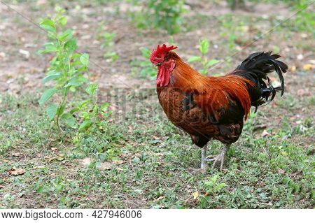 Nice Big Rooster With Red Comb On The Grass