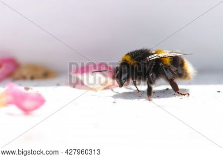 A Buff Tailed Bumblebee On A Window Sill
