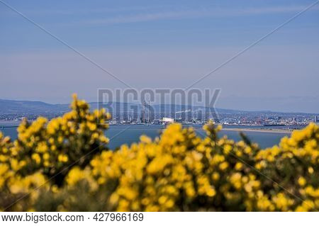 Beautiful Scenic Bright View Of Yellow Gorse (ulex), Dublin Bay, Dublin Waste To Energy (covanta Pla