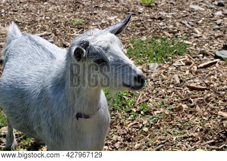 Sideview Of Nigerian Dwarf Goat In The Color Of Gray And Black Standing In Pen On Rural Country Farm