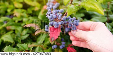 Blue Berries Mahonia Aquifolium (oregon-grape Or Oregon Grape) And Bush Is A Species Of Flowering Pl