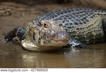 Closeup Head On Portrait Of Black Caiman (melanosuchus Niger) Entering Water From Riverbank Focus On