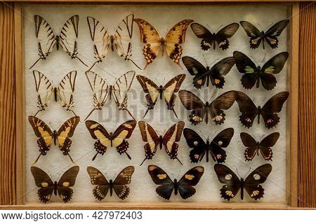 Display Case With Collection Of Beautiful Exotic Butterflies