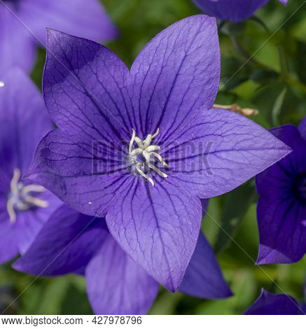 Chinese Bellflower (platycodon Grandiflorus) Flowering In The Garden. Platycodon Flowers. Close Up. 