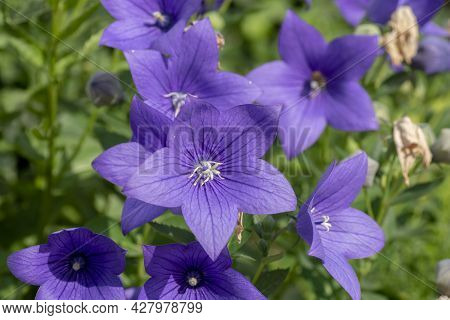 Chinese Bellflower (platycodon Grandiflorus) Flowering In The Garden. Platycodon Flowers. Close Up. 