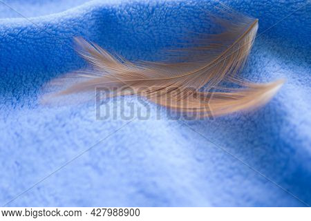 Soft Focus Brown Feather Fluffy Nature On Blue Towel Background.  Flat Lay And Free Space. Tendernes