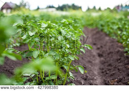 Rows Of Potatoes In The Home Garden. Preparation For Harvesting. Potato Plants In Rows On A Kitcheng
