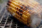 roasted sweet corns on the bbq grill