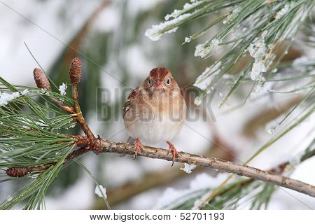 Field Sparrow (spizella Pusilla) On A Snow-covered Branch