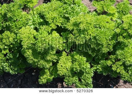 Parsley