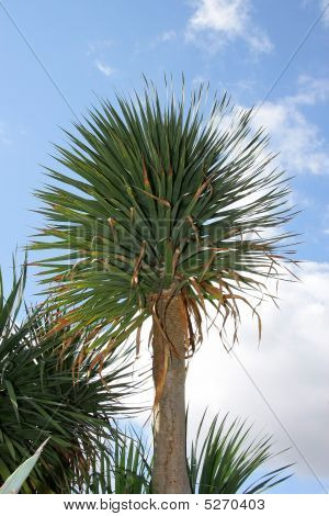 Palm Tree