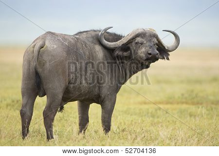 Male Cape Buffalo (syncerus Caffer) Tanzania