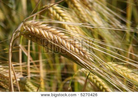 Ripe Wheat