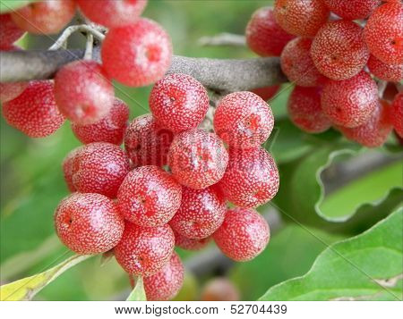Elaeagnaceae berries