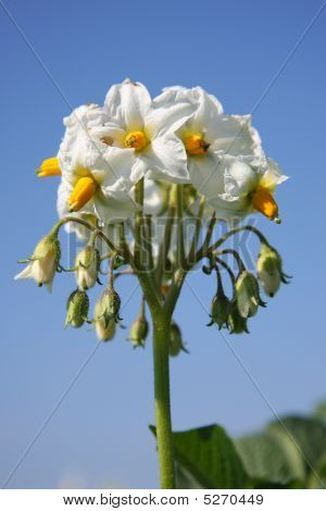 Potato Blossom