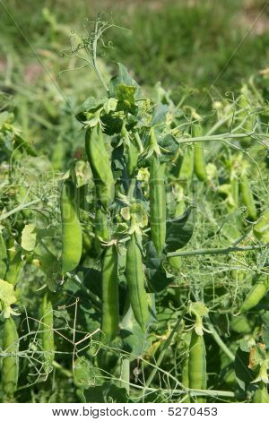 Green Beans