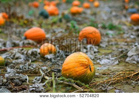 Pumpkin Field With A Lot Of Big Pumpkins
