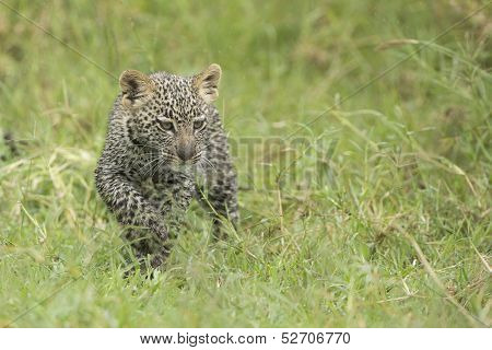 Young Leopard Cub, (panthera Pardus) Tanzania