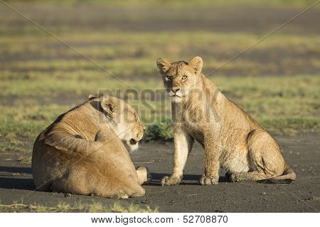 An African Lion Cub (panthera Leo) Tanzania