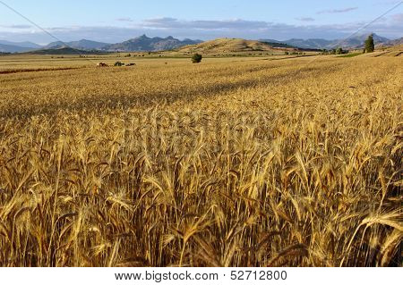 grain field in Republic of Macedonia near Topolcani
