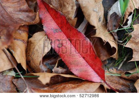 red leaf