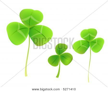 Leaves