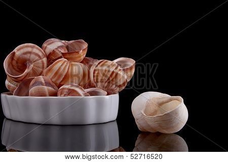 Snail Shell