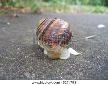 Escargot