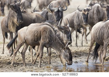 White Bearded Wildebeest On The Migration Drinking Water. Tanzania