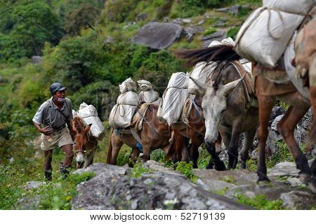 Caravan of donkeys carrying food supplies in the Himalayas