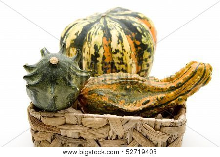 Pumpkin with phloem basket