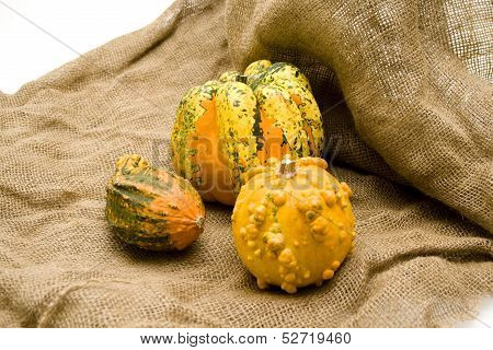 Pumpkin