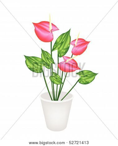 Anthurium Flowers Or Flamingo Lily In A Flower Pot