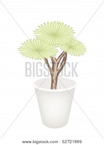 Beautiful Dragon Tree In A Flower Pot