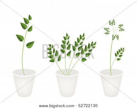 Beautiful Green Ferns In Tree Flower Pots