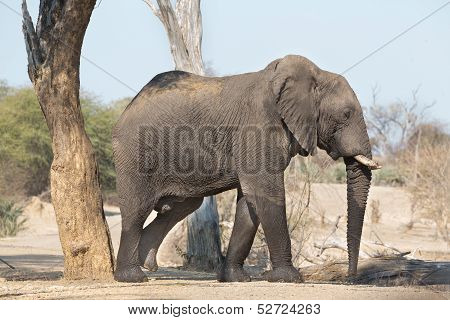 walking elephant