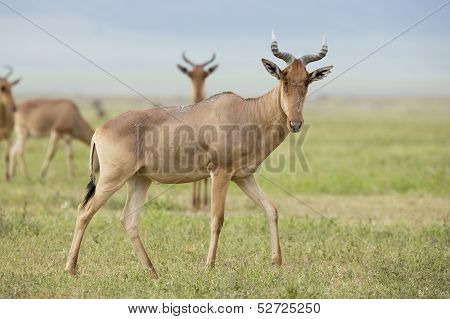 Coke's Hartebeest (alcelaphus Buselaphus Cokii) In Tanzania
