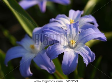 Scilla květiny