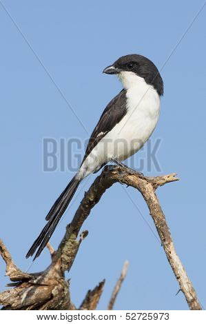 Long-tailed Fiscal Shrike (lanius Cabanisi) Tarangire, Tanzania