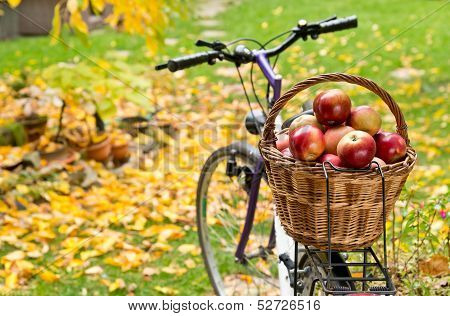 Apples In Wicker Basket