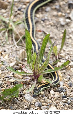 Close up Garter Snake on road in Canada