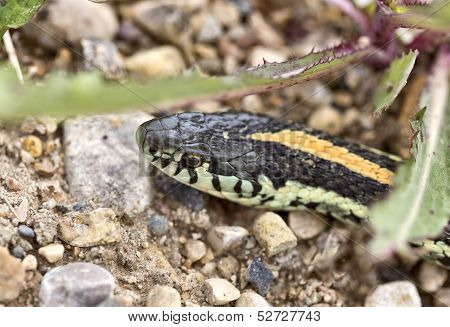 Close up Garter Snake on road in Canada