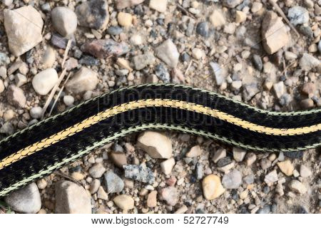 Close up Garter Snake on road in Canada